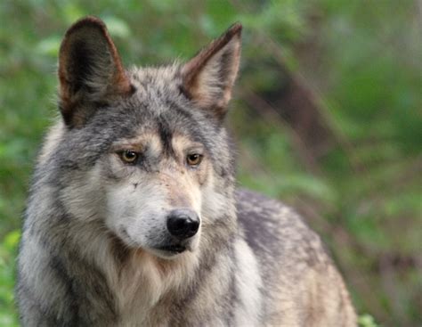 The Saga of the Mexican Gray Wolf (el Lobo) - Rewilding