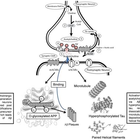 Illustrated overview of the basal forebrain cholinergic pathway.... | Download Scientific Diagram