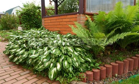 What To Plant In the Shade: Plants For Flower Beds - Best Landscape Ideas