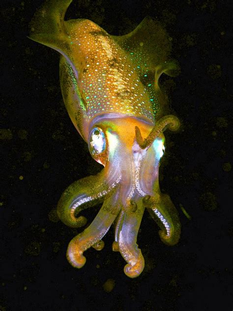 Cephalopod - Alchetron, The Free Social Encyclopedia