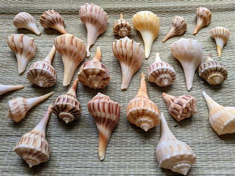 Lightning Whelk Shell individual Shell, Florida Seashells, Bulk ...