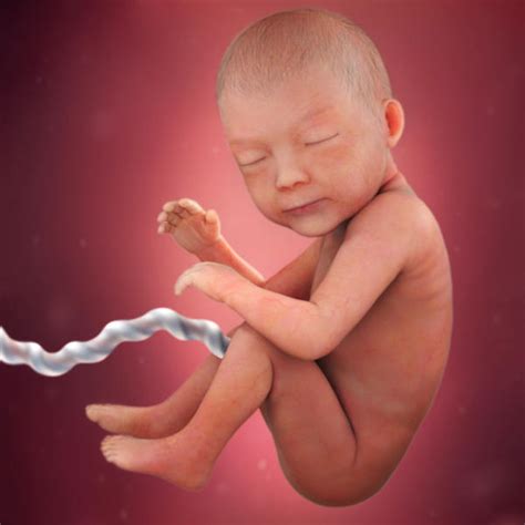 Fetal development - 30 weeks pregnant - BabyCenter Australia