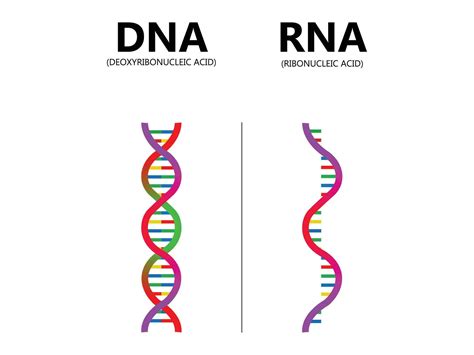 Dna Vs Rna Fill In The Comparison Table Below at Kathleen Godinez blog