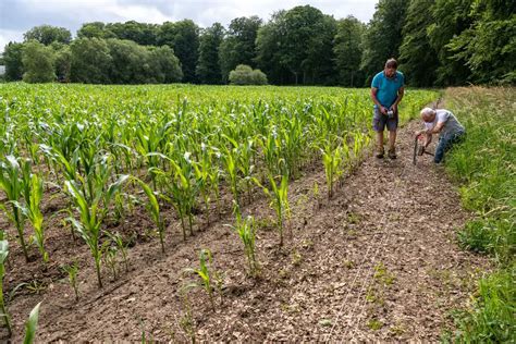 How To Install An Electric Fence For Cows On A Budget