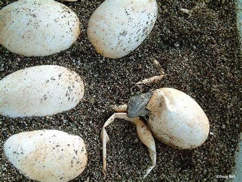 Iguana Hatching From Egg | Eggs, Food, Iguana