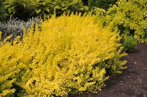 Berberis thunbergii Aurea Landscaping Tips, Front Yard Landscaping, Air ...