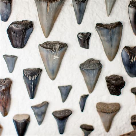 Kids' Crafts Fossils & Specimens 50 Fossilized Shark Teeth and Ocean ...