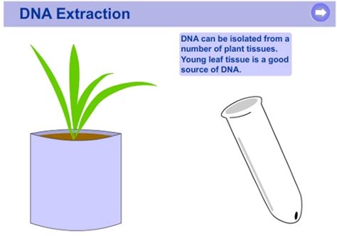 How to Isolate or Extract Genomic DNA from Plant Tissue – Plant ...