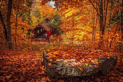 Why Is There Such Beautiful Fall Color in Michigan? | CHOP