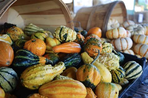 How to Harvest and Dry Ornamental Gourds