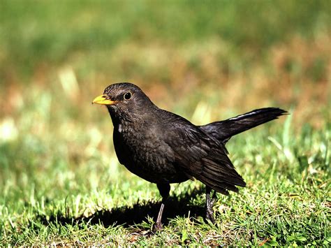 Turdus Merula Cabrerae Photograph by Sonia - Fine Art America