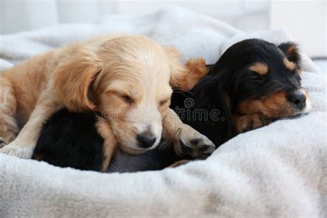 Cute English Cocker Spaniel Puppies Sleeping Stock Photo - Image of indoors, furry: 161536864