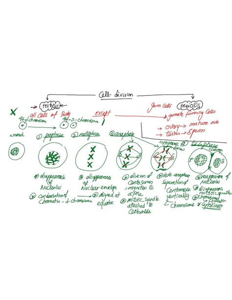 SOLUTION: Cell division proliferation and differentiation and death ...