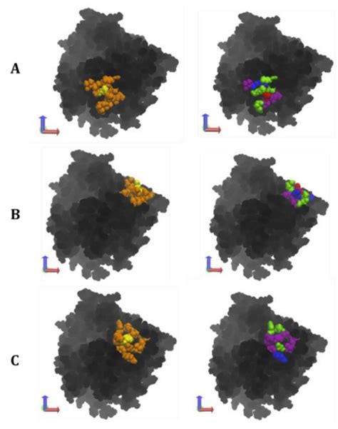 Examining the Effect of Polymer Extension on Protein-Polymer during ...