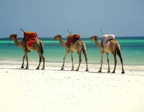 19 Kenya Beaches To Relax And Unwind In 2024