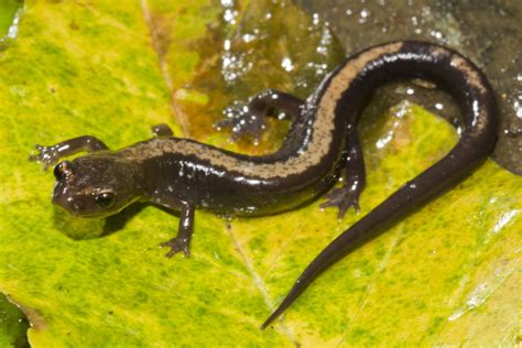 Shenandoah Salamander | Virginia DWR