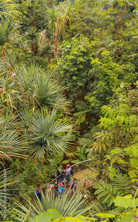 Masoala rainforest Stock Photo | Adobe Stock