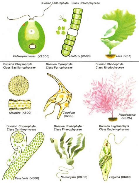 PhytoGuide of the Falmouth Estuary: Chlorophyta (Green Algae)