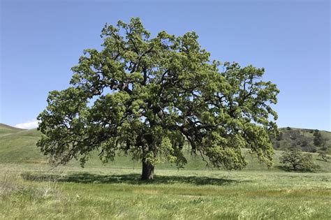 One of California’s iconic tree species offers lessons for conservation | UCLA