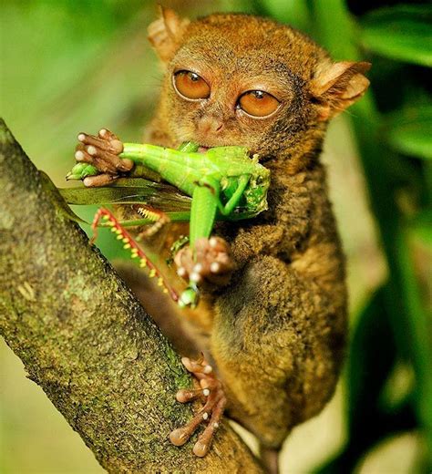 Violins are hard to come by in the Indonesian rainforest, but enterprising tarsiers have learnt ...