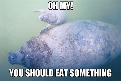 Calming Manatee | Manatee, Funny animal pictures, Animal memes