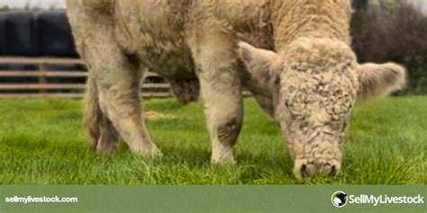 1 Pedigree Charolais Breeding Bull | SellMyLivestock - The Online ...