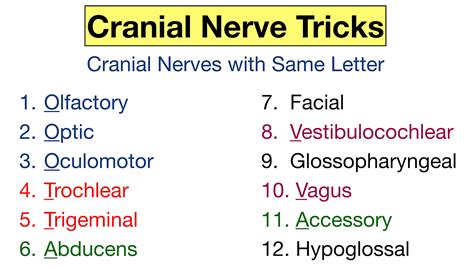 Cranial Nerves Mnemonic: Function, Labeled Names in Order, Definition — EZmed