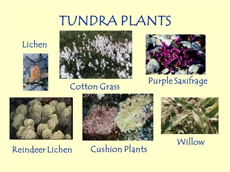 Tundra Plants Names