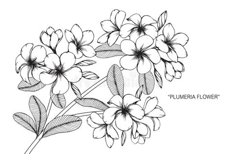 Plumeria Flower Drawing and Sketch. Stock Illustration - Illustration ...