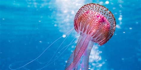 10 Fun Facts That You Should Know About Jellyfish