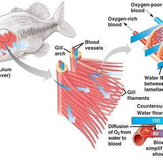 (PDF) Optimal morphometric factors responsible for enhanced gas ...