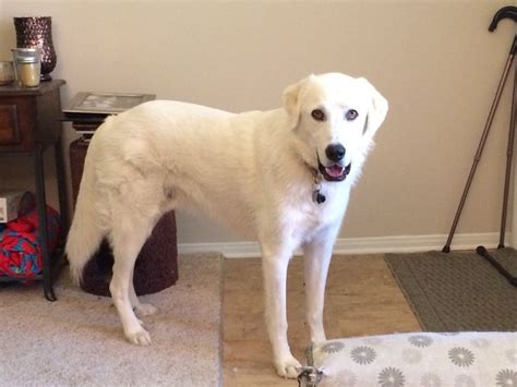 Great Pyrenees Lab Mix. 18mo | Lab mix, Dog projects, Great pyrenees