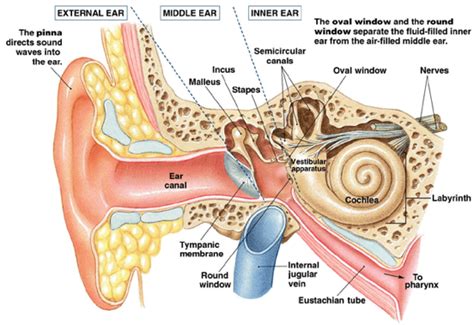 The Functions & Locations of the Parts in the Ear Diagram | Quizlet