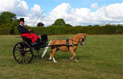 9 Types of Horse-Drawn Carriages (with Images)