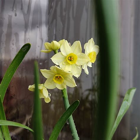 Spring Daffodils Photos, Download The BEST Free Spring Daffodils Stock Photos & HD Images