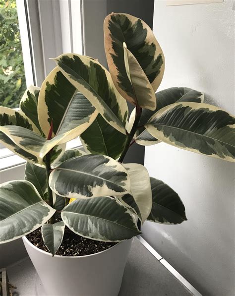 Had this variegated rubber plant for just over a month... grown about 10 new lea... | 1000 ...