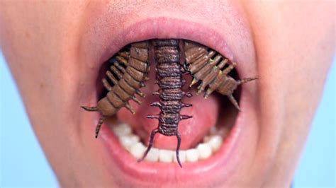 BUGS GROW FOR TEETH! - YouTube