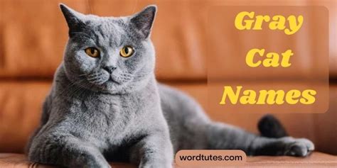 Gray Cat Names - The Top Picks - Word Tutes