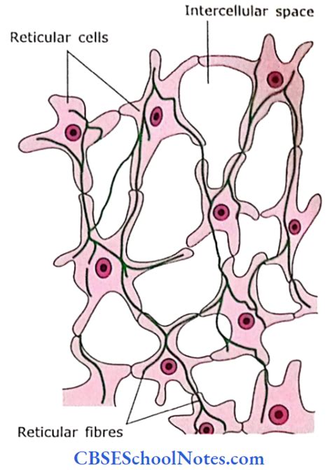 Types of Connective Tissue Proper Notes - CBSE School Notes