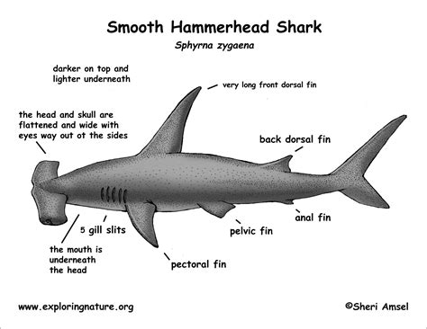 Smooth Hammerhead Shark Anatomy Coloring Page - ColoringBay