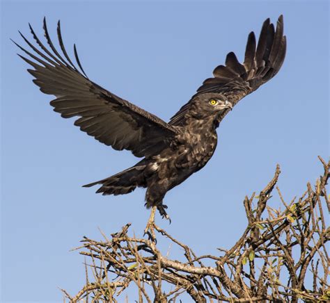 Brown Snake Eagle | Flying Birds | Kenya