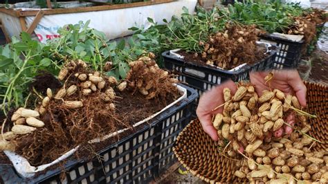 This is how to grow peanuts in a container at home - YouTube