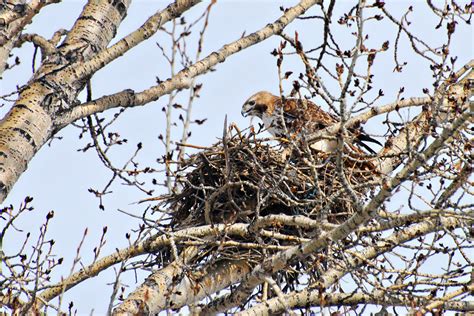 Red-tailed Hawk on Nest DSC_0424 | Taken east of Calgary | Flickr