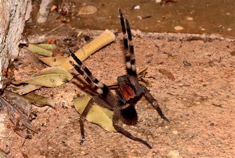 Real Monstrosities: Brazilian Wandering Spider