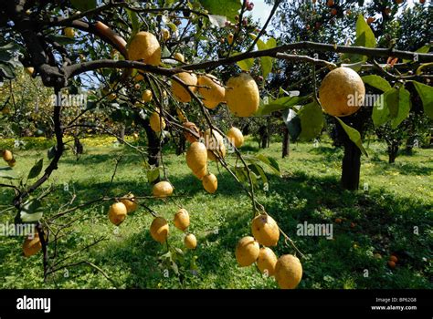 Sorrento lemons hi-res stock photography and images - Alamy