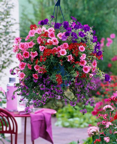 Best plants for hanging baskets: 10 picks for stunning displays up high | Gardeningetc