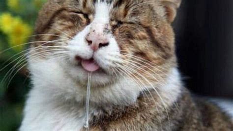 7 Reasons Why Your Cat is Drooling Excessively | Dogs, Cats, Pets