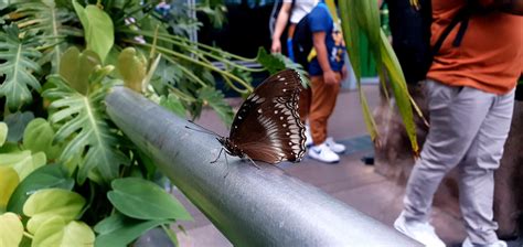 Butterfly Garden, Changi Airport : r/singapore