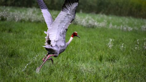 Dhanauri: A bird habitat amidst urban expansion - Wetlands ...