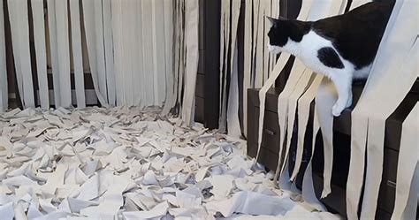 Video Of Cat Going Crazy In A Room Full Of Toilet Paper Goes Viral ...